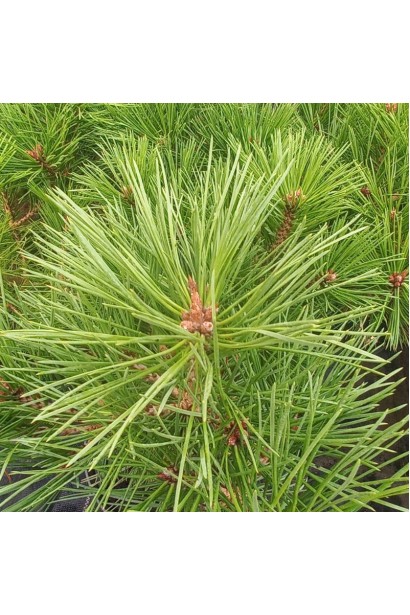 Pinus nigra Globosa on shtambe